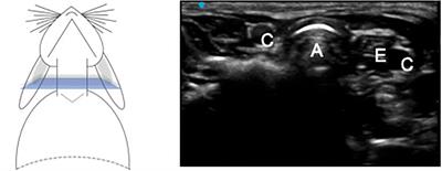 Ultrasound-Guided Selective Bronchial Intubation: A Feasibility Study in Pediatric Animal Model